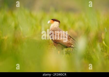 Sud de Caracara, marche dans l'herbe, Pantanal, Brésil. Portrait des oiseaux de proie Caracara plancus. Caracara dans la végétation d'herbe verte. Faune sc Banque D'Images