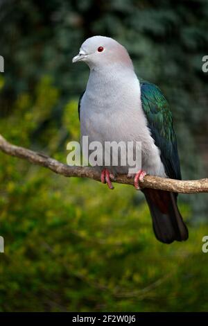 Pigeon impérial à queue bleue, Ducula concinna, pigeon en bois. Oiseau forestier dans l'habitat naturel, fond vert, Sulawesi, Indonésie. Oiseau rare d'AS Banque D'Images