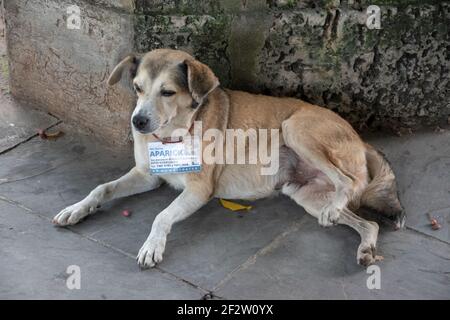 À la Havane Cuba, plus d'une douzaine d'institutions publiques ont « adopté » un chien errant, qui est ensuite émis avec une carte d'identité officielle de l'État portant son nom Banque D'Images