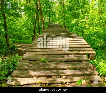 Passerelle traversant les épaissis denses. Chemin à travers une forêt verte d'été en haut. Passerelle en bois, chemin dans une végétation dense. Épaississement des arbres. Arrière Banque D'Images