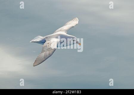 Oiseau volant. Fulmar en vol. Fulmar du Nord, Fulmarus glacialis, oiseau blanc, eau bleue, glace bleu foncé en arrière-plan, vol d'animaux nature arctique Banque D'Images