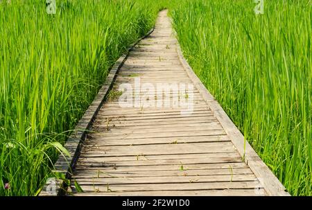 Passerelle traversant les épaissis denses. Chemin à travers un parc d'été vert. Passerelle en bois, chemin dans une végétation dense. Épaissir l'herbe. Concept de voyage Banque D'Images