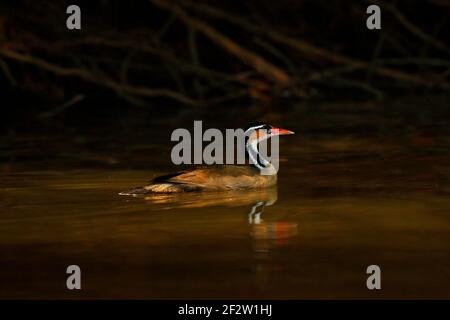 Sungrebe, Heliornis fulica, dans la rivière d'eau sombre. Animal sauvage dans l'habitat naturel, Pantanal, Brésil. Sungrebe dans l'habitat de la rivière. Faune Brésil. Banque D'Images