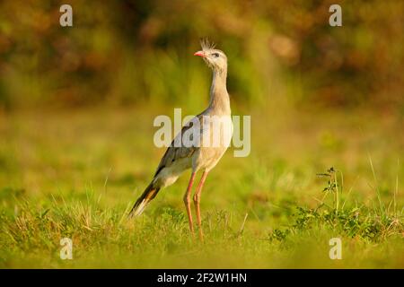 Oiseau typique de la nature brésilienne. Oiseau dans la prairie d'herbe, longue jambe rouge. Voyager en Amérique du Sud. Faune de Pantanal. Facture ouverte. Se à pattes rouges Banque D'Images