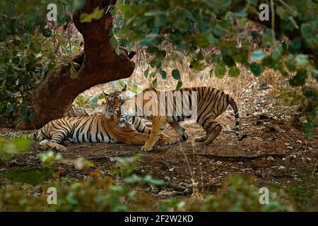 Pose de tigre, accueil de chat, végétation verte. Asie sauvage. Couple de tigre indien, mâle à gauche, femelle à droite, première pluie, animal sauvage, la nature habita Banque D'Images