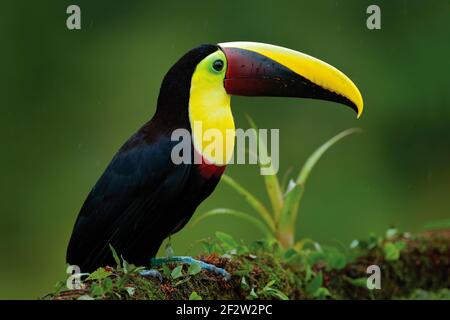 Oiseau avec une grosse facture. Saison des pluies en Amérique. Toucan en châtaignier et mandibré, assis sur la branche sous la pluie tropicale avec fond vert de jungle. Scène de la faune Banque D'Images