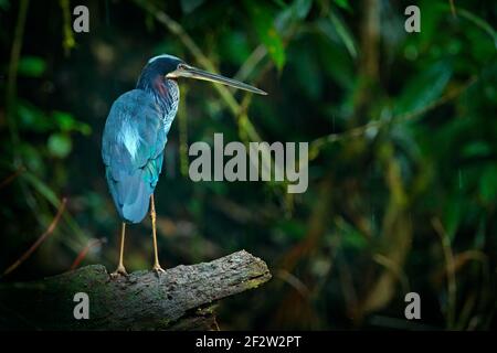 Héron d'Agami, agami d'Agamia, hiden d'oiseaux dans la forêt tropicale sombre. Heron dans la nature végétation verte. Scène sauvage d'action de la forêt du Costa Rica. Heron Banque D'Images
