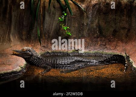 Caiman nain de Cuvier, Paleyuchus palpebrosus, petit crocodile d'Amérique, famille des alligators. De la Bolivie, du Brésil, de la Colombie, de l'Équateur. Caïman en hab Banque D'Images