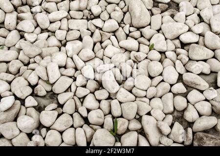 Galet blanc sur le petit jardin à l'intérieur de la maison. Arrière-plan de la texture de cailloux blancs naturels est beaucoup de gravier Banque D'Images