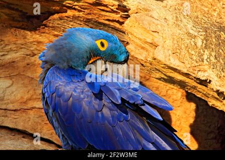 Portrait de Macaw bleu. Comportement d'imbrication. Jacinthe Macaw, Anodorhynchus hyacinthinus, dans la cavité des nids d'arbres, Pantanal, Brésil, Amérique du Sud. Port détail Banque D'Images