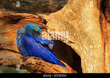 Nid de macaw bleu. Comportement d'imbrication. Jacinthe Macaw, Anodorhynchus hyacinthinus, dans la cavité des nids d'arbres, Pantanal, Brésil, Amérique du Sud. Port de détail Banque D'Images