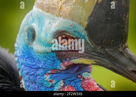 Portrait de détail cassowary sudiste, Casuarius casuarius, également connu sous le nom de cassowary double-watled, grand oiseau de forêt australien, portrait caché de détail fr Banque D'Images