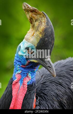 Portrait de détail de la casolière du sud, Casuarius casuarius, connu sous le nom de cocotte double-wattled, grand oiseau de forêt australien, portrait caché de détail de da Banque D'Images