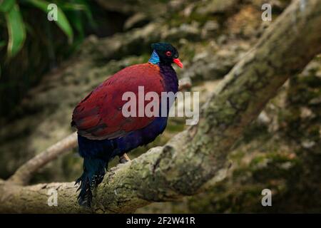 Faisan-pigeon à nappage verte, Otidiphaps nobilis, forêt tropicale de Nouvelle-Guinée et des îles voisines. Oiseau rare dans l'habitat. Pigeon assis sur l'arbre b Banque D'Images