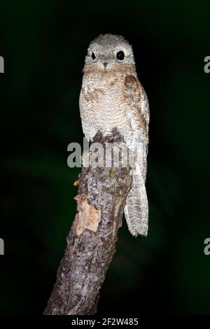 Oiseau de nuit. Potoo commun, Nyctibius griseus, oiseau tropique nocturne assis sur la branche de l'arbre, scène d'action nocturne, animal dans l'habitat naturel sombre, Banque D'Images