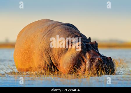 L'hippopotame, de l'Afrique de l'Hippopotamus amphibius capensis, avec soleil du soir, rivière Chobe, au Botswana. Danger animal dans l'eau, l'hippopotame. Scène de la faune Banque D'Images