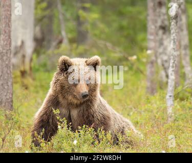 Un jeune ours brun (Ursus arctos) Couché sur une tourbière finlandaise Banque D'Images