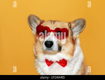 chien drôle de corgi chiot avec de grandes oreilles sur jaune isolé arrière-plan portant des lunettes en cœur rouge Banque D'Images