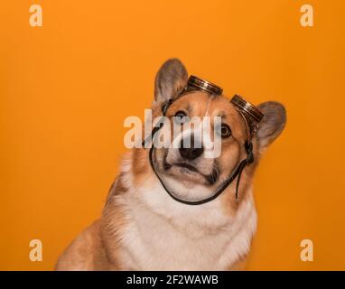 portrait chien drôle de corgi chiot avec de grandes oreilles sur jaune arrière-plan isolé dans l'image d'un pilote Banque D'Images