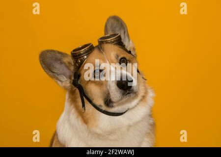 portrait d'un chien drôle de corgi chiot avec de grandes oreilles sur un fond jaune isolé portant des lunettes d'aviateur sur son tête Banque D'Images