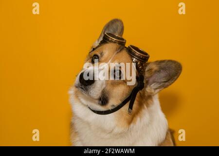 portrait d'un chien drôle de corgi chiot avec de grandes oreilles sur un fond jaune isolé portant des lunettes d'aviateur sur son tête Banque D'Images