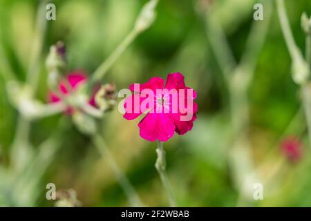 Fleur de Campion rose en été Banque D'Images