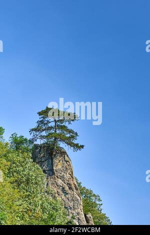 Un arbre qui pousse sur un rocher Banque D'Images