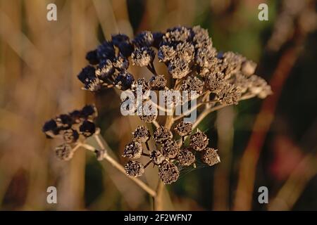 Gros plan des pépins de fleurs de tansy brun séché - Tanaceum vulgare Banque D'Images