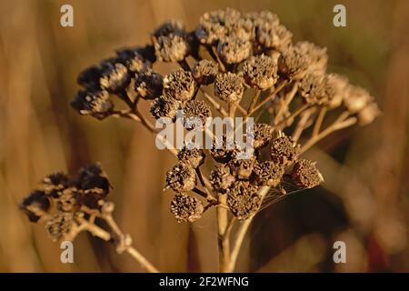 Gros plan des pépins de fleurs de tansy brun séché - Tanaceum vulgare Banque D'Images