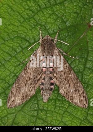 Convolvulus Hawk-Moth (Agrius convolvuli) adulte au repos sur la feuille Eccles-on-Sea, Norfolk, Royaume-Uni Octobre Banque D'Images