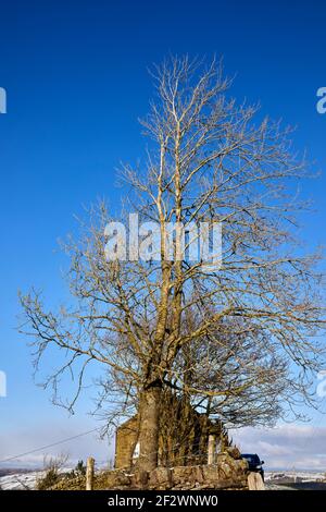 Souffrant de dépérissement des cendres, cet arbre des cendres se distingue par un ciel d'hiver clair Banque D'Images