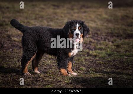 Chien de montagne bernois, 14 semaines Banque D'Images