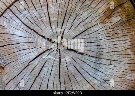 Arbre à coupe ronde idéal avec anneaux et fissures annuels. Texture en bois. Texture d'une tranche de tronc de bouleau. Banque D'Images