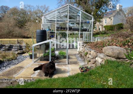 Chat noir assis à l'extérieur de la serre et le cloche de verre avec des plantes Et les pots qui grandissent au début du printemps mars 2021 et la maison Cottage Wales Royaume-Uni KATHY DEWITT Banque D'Images