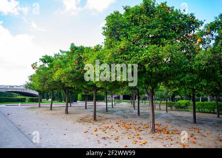 Orangers dans le parc de Turia à Valence, Espagne. Beaucoup de fruits tombés sur le sol Banque D'Images