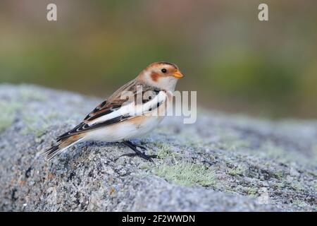 Un bonhomme de neige de premier hiver (Plectrophenax nivalis) perché sur un rocher sur les îles de Scilly, au Royaume-Uni Banque D'Images