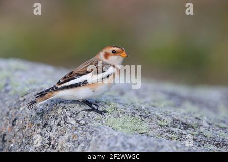 Un bonhomme de neige de premier hiver (Plectrophenax nivalis) perché sur un rocher sur les îles de Scilly, au Royaume-Uni Banque D'Images