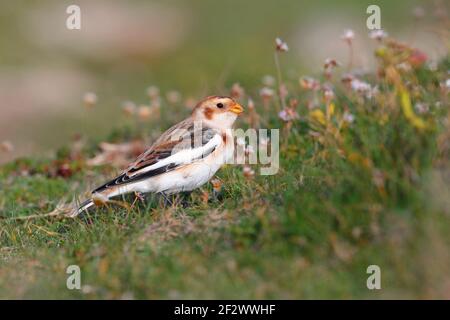 Un mâle de neige de premier hiver (Plectrophenax nivalis) se nourrissant de trèfle et de thrift sur un promontoire côtier sur les îles de Scilly, au Royaume-Uni Banque D'Images