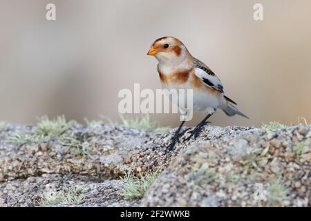 Un bonhomme de neige de premier hiver (Plectrophenax nivalis) perché sur un rocher sur les îles de Scilly, au Royaume-Uni Banque D'Images