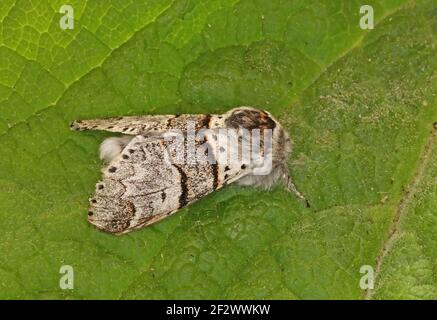 Pyrale du peuplier (Furcula bifida) adulte au repos sur feuilles Eccles-on-Sea, Norfolk, Royaume-Uni Mai Banque D'Images