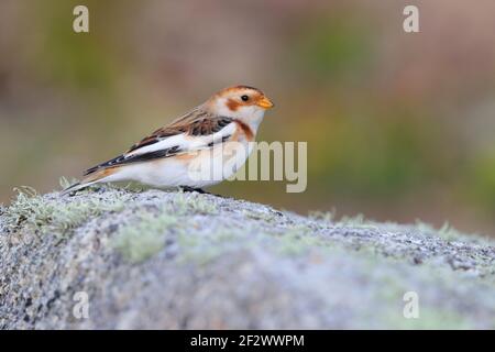 Un bonhomme de neige de premier hiver (Plectrophenax nivalis) perché sur un rocher sur les îles de Scilly, au Royaume-Uni Banque D'Images