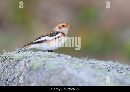 Un bonhomme de neige de premier hiver (Plectrophenax nivalis) perché sur un rocher sur les îles de Scilly, au Royaume-Uni Banque D'Images