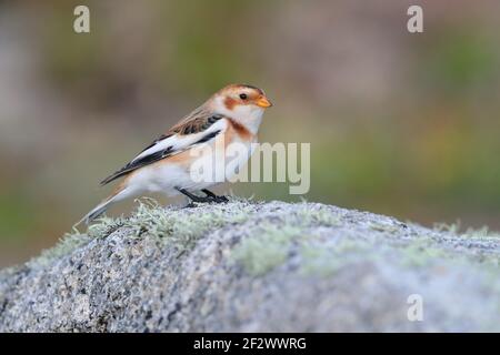 Un bonhomme de neige de premier hiver (Plectrophenax nivalis) perché sur un rocher sur les îles de Scilly, au Royaume-Uni Banque D'Images