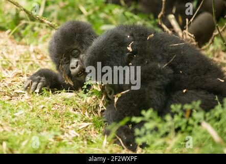 Gorillas de la montagne de bébé (Gorilla beringei beringei) du Groupe d'Agashya dans le Parc National des Volcans. Banque D'Images