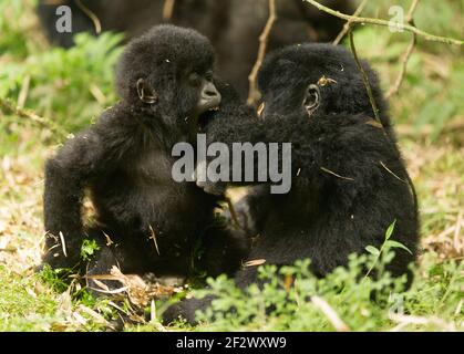 Gorillas de la montagne de bébé (Gorilla beringei beringei) du Groupe d'Agashya dans le Parc National des Volcans. Banque D'Images