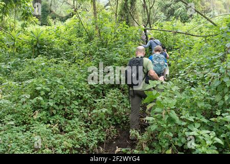 Gorilla Trekking couple randonnée dans le Parc National des Volcans. Banque D'Images