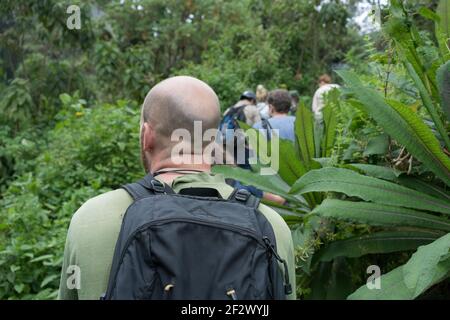 Gorilla Trekking couple randonnée dans le Parc National des Volcans. Banque D'Images