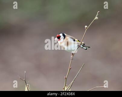 Européen Goldfinch, Carduelis carduelis, perché sur une branche en hiver. Pays de Galles 2021 Banque D'Images