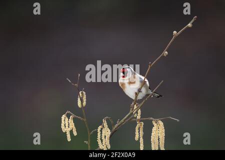 Européen Goldfinch, Carduelis carduelis, perché sur une branche en hiver. Pays de Galles 2021 Banque D'Images