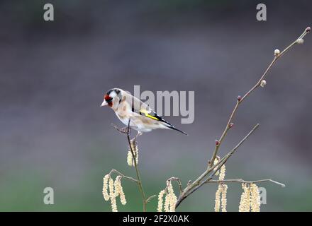Européen Goldfinch, Carduelis carduelis, perché sur une branche en hiver. Pays de Galles 2021 Banque D'Images